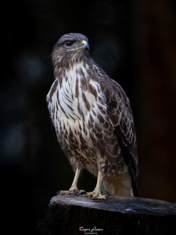 buzzard-malton-nature-hide-yorkshire Buzzard Malton nature hide