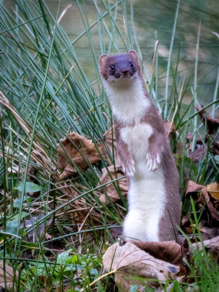 malton-nature-hide-yorkshire-stoat Malton nature hide yorkshire