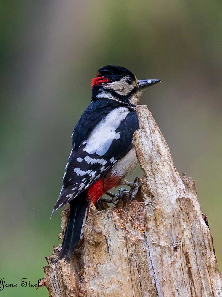 woodpecker-malton-nature-hide woodpecker malton nature hide
